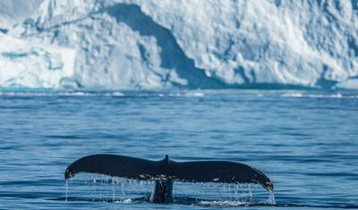 Greenland Express i obserwacja wielorybów - 5 dni — 4