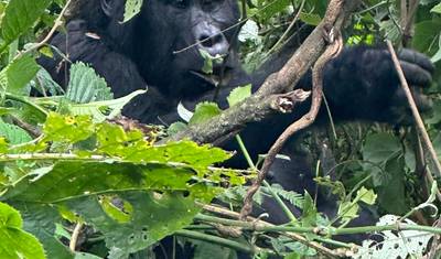 3 Dias de Rastreamento de Gorilas no Parque Nacional de Mgahinga, Via Ruanda — 4