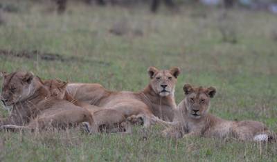 3-Day Fly in &out Zanzibar to Serengeti & Ngorongoro — 3