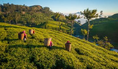 Premium Sri Lanka — 4