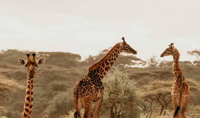From Livingstone (Zambia): 1-Day Chobe National Park Wildlife Adventure — 5