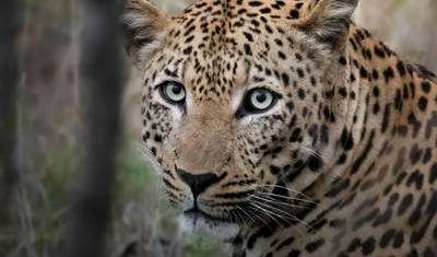 From Livingstone (Zambia): 1-Day Chobe National Park Wildlife Adventure — 4