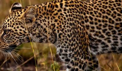 Safari Econômico de 3 Dias na Tanzânia (Tarangire, Ngorongoro e Meserani Snake Park) — 4