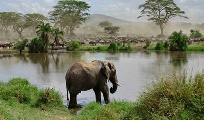 Safari Econômico de 3 Dias na Tanzânia (Tarangire, Ngorongoro e Meserani Snake Park) — 5