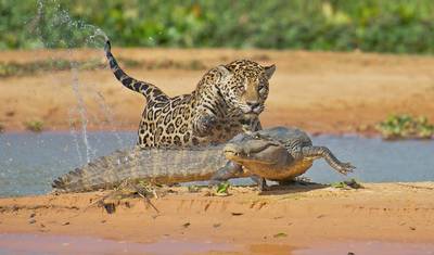 Rio, Pantanal & Jaguar Safari (Deluxe) - 8 days — 5