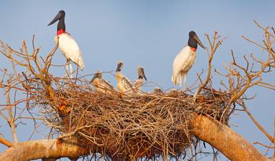 Rio, Pantanal & Jaguar Safari (Superior) - 8 days — 3