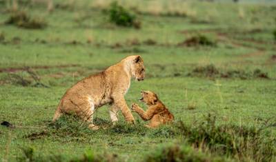 8-Day Kenya Wilderness Adventure: Discover Nature's Untamed Beauty! — 4