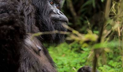 8 Days Uganda Gorilla and Wildlife Safari — 2