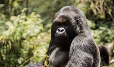 8 Days Uganda Gorilla and Wildlife Safari — 3
