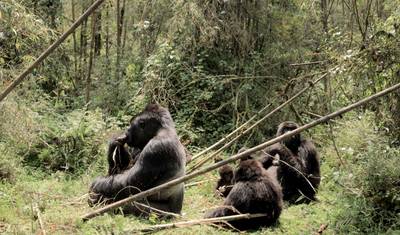 8 Days Uganda Gorilla and Wildlife Safari — 4