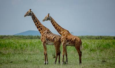 8 Days Uganda Gorilla and Wildlife Safari — 5
