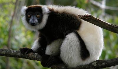Group Tours | 17 Days Madagascar in Depth — 3
