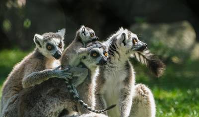 Group Tours | 17 Days Madagascar in Depth — 4