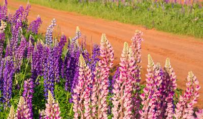 Best of Prince Edward Island — 5