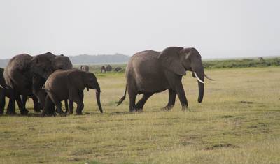 Safári de 7 Dias: Explore Amboseli, Nakuru, Maasai Mara, Naivasha — 3