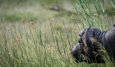 ケープタウンからビクトリアの滝へ サファリ・アドベンチャー 7日間/6泊（快適プラス） — 5