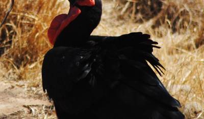 橋の上の豪華列車 クルーガーパークサファリとパノラマルート — 4