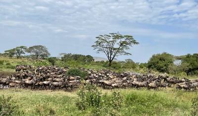 Experience Kenya & Tanzania Wildlife Safari — 5