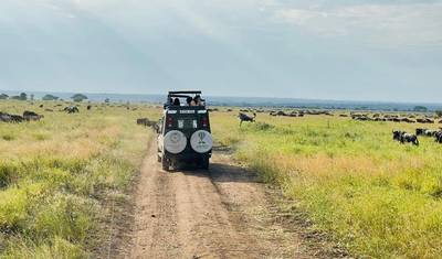 Prywatne Safari w Tanzanii: Cielenie się Gnu (styczeń - marzec) — 3