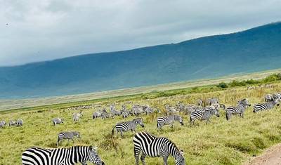 Prywatne Safari w Tanzanii: Cielenie się Gnu (styczeń - marzec) — 4