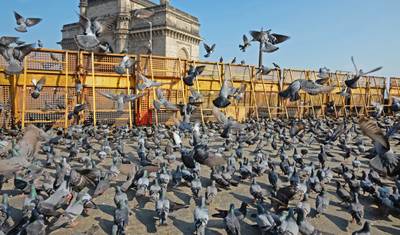 Najlepsza wycieczka po naturze i mieście – Mumbai i Lonavala — 2
