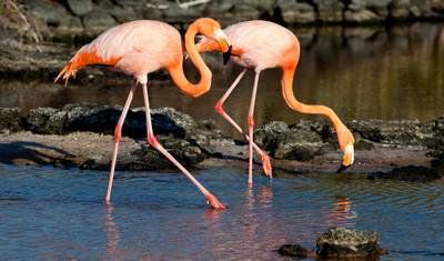 9 Days - Galapagos Multisport Luxury Experience — 3