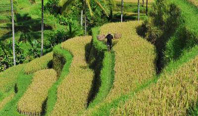 Bali Adventure - 12 days — 5