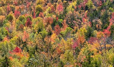 Barwy Jesieni: Edycja Nowa Anglia — 4