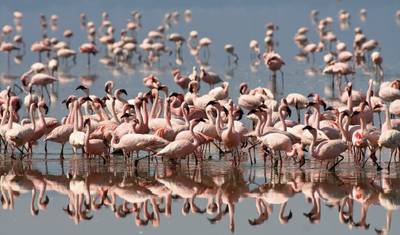 9-Day Serengeti Wildebeest Migration Safari Experience — 4