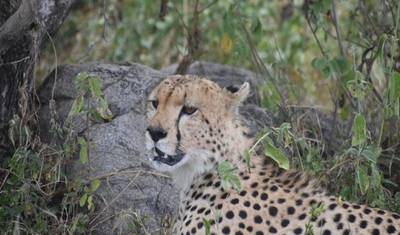 Lodge Safari: Tarangire, Serengeti, Ngorongoro Crater & Lake Manyara — 2