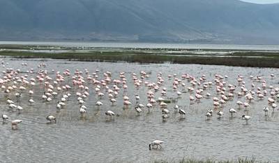 Lodge Safari: Tarangire, Serengeti, Ngorongoro Crater & Lake Manyara — 3