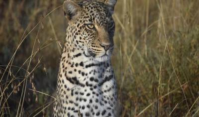Lodge Safari: Tarangire, Serengeti, Ngorongoro Crater & Lake Manyara — 5