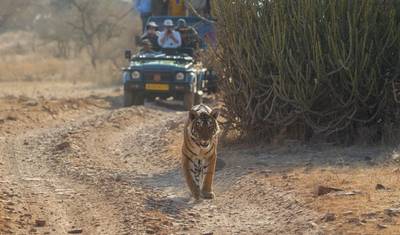 مسارات النمور المهيبة: رحلة سفاري فاخرة لمدة 3 أيام في Ranthambore من دلهي أو جايبور — 2