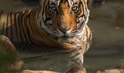 مسارات النمور المهيبة: رحلة سفاري فاخرة لمدة 3 أيام في Ranthambore من دلهي أو جايبور — 5