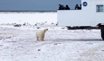 Niedźwiedzie polarne w Churchill w Tundra Buggy Lodge — 4