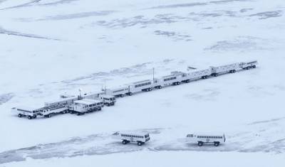 Niedźwiedzie polarne w Churchill w Tundra Buggy Lodge — 2