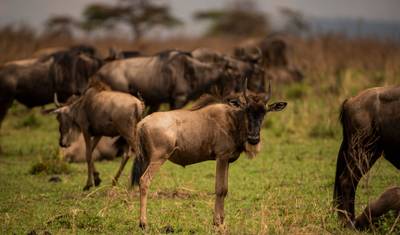 5 Days Affordable Annual Wildebeest Migration — 2