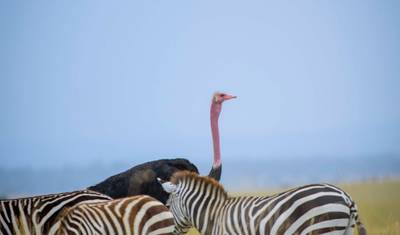 5 Days Affordable Annual Wildebeest Migration — 3