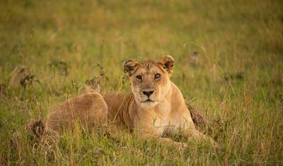 5 Days Affordable Annual Wildebeest Migration — 4