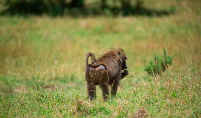 5 Days Affordable Annual Wildebeest Migration — 5