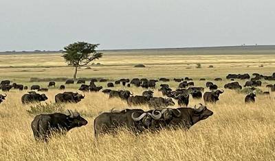 4 Dni Wszystko o Wielkiej Rocznej Migracji Gnu — 5