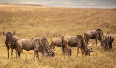 5 Days Affordable Annual Wildebeest Migration from Zanzibar — 2