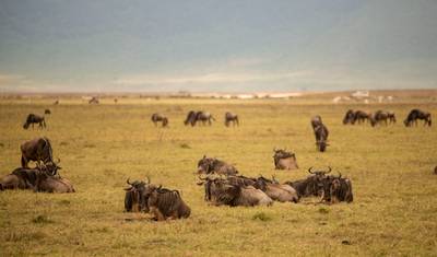 5 Days Affordable Annual Wildebeest Migration from Zanzibar — 3