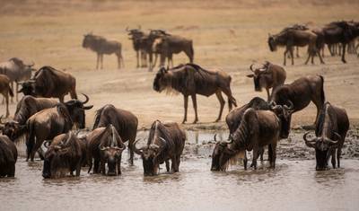 5 Days Affordable Annual Wildebeest Migration from Zanzibar — 4