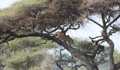 5 Days Affordable Annual Wildebeest Migration from Zanzibar — 5