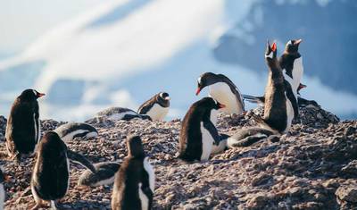 Antarctica's Whale Season (Ocean Albatros) — 2
