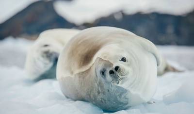 Antarctica's Whale Season (Ocean Albatros) — 3