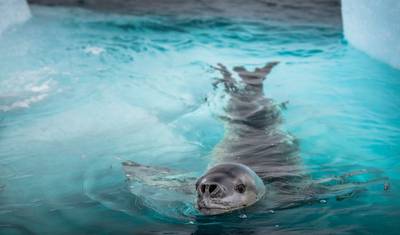 Antarctica's Whale Season (Ocean Albatros) — 5