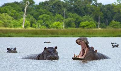 8 dias Delta do Okavango & Chobe Express (Acomodado) — 5