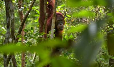 Indonésia: Orangotangos de Bornéu do Parque Nacional Tanjung Puting — 2